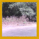 Land for sale in Market Vengurla 