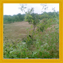 Land for sale in Market Vengurla 