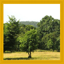 Land at Verem Goa