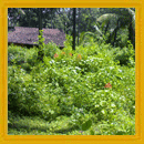 Land for Sale at Vengurla 300mts before beach